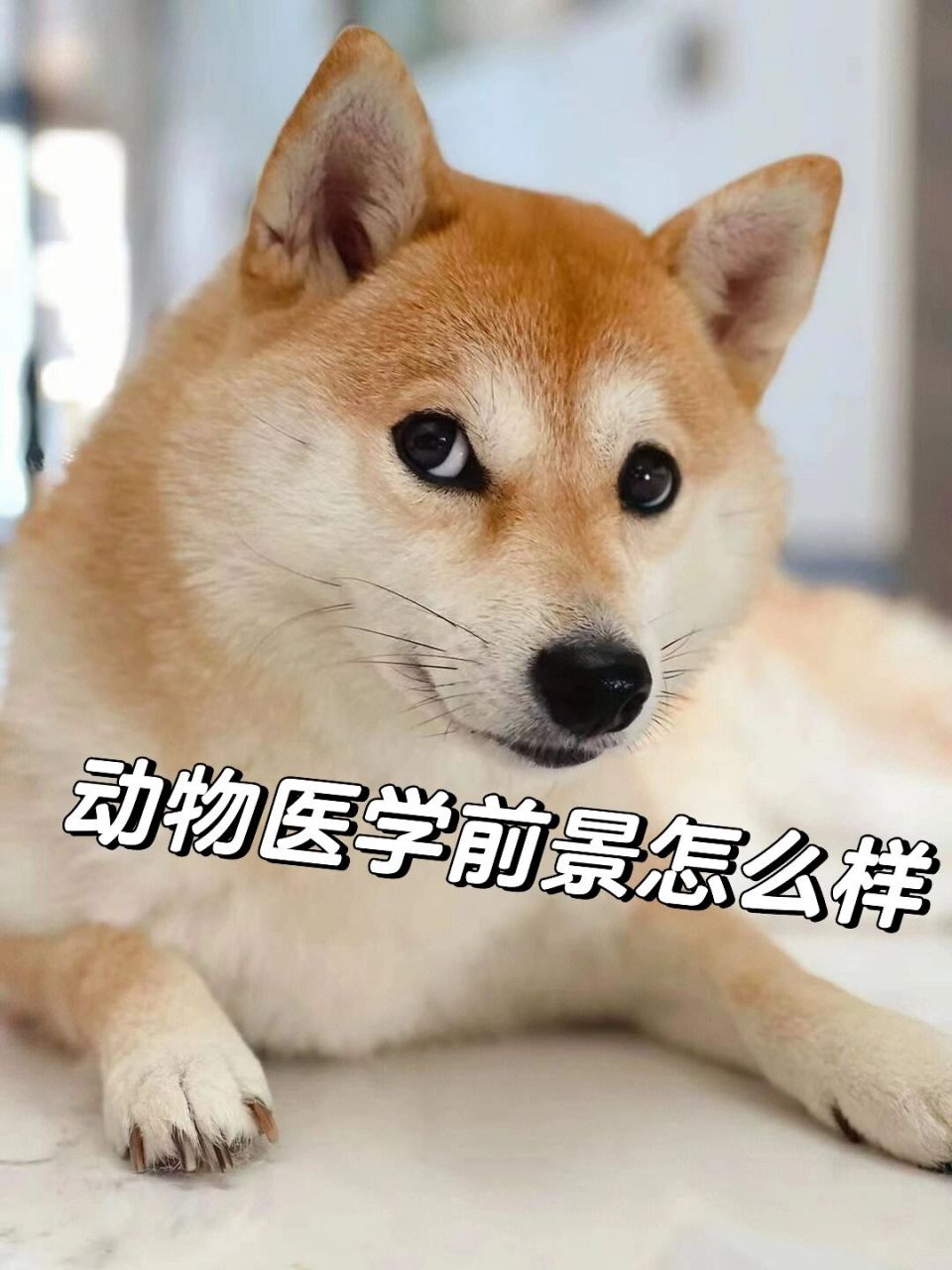 哈喽,大家好我是兽医学长,最近很多人问我动物医学这个专业怎么?