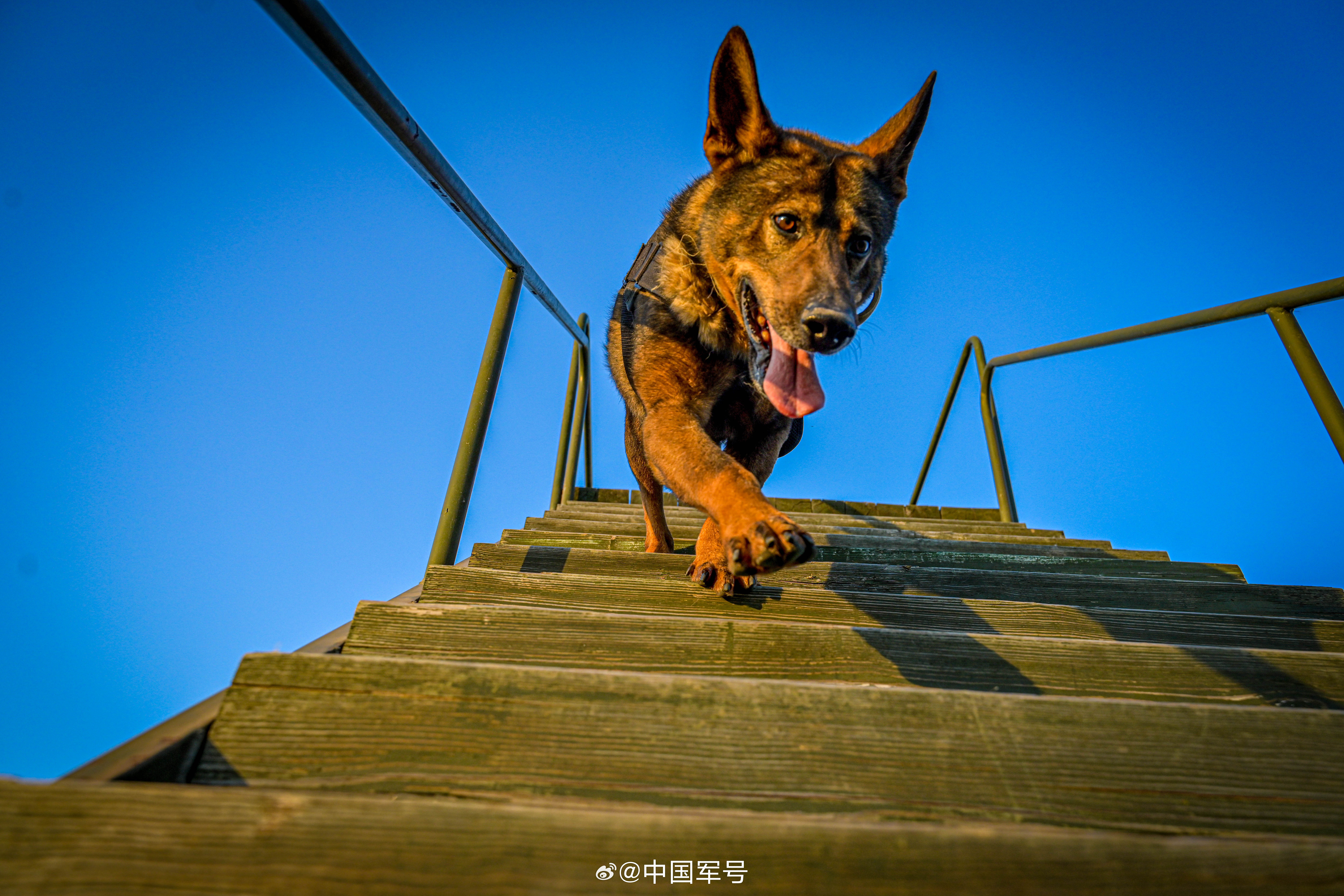 天津武警高清壁纸武警天津总队军犬训练军犬雪山上的哨所和狗狗的图片