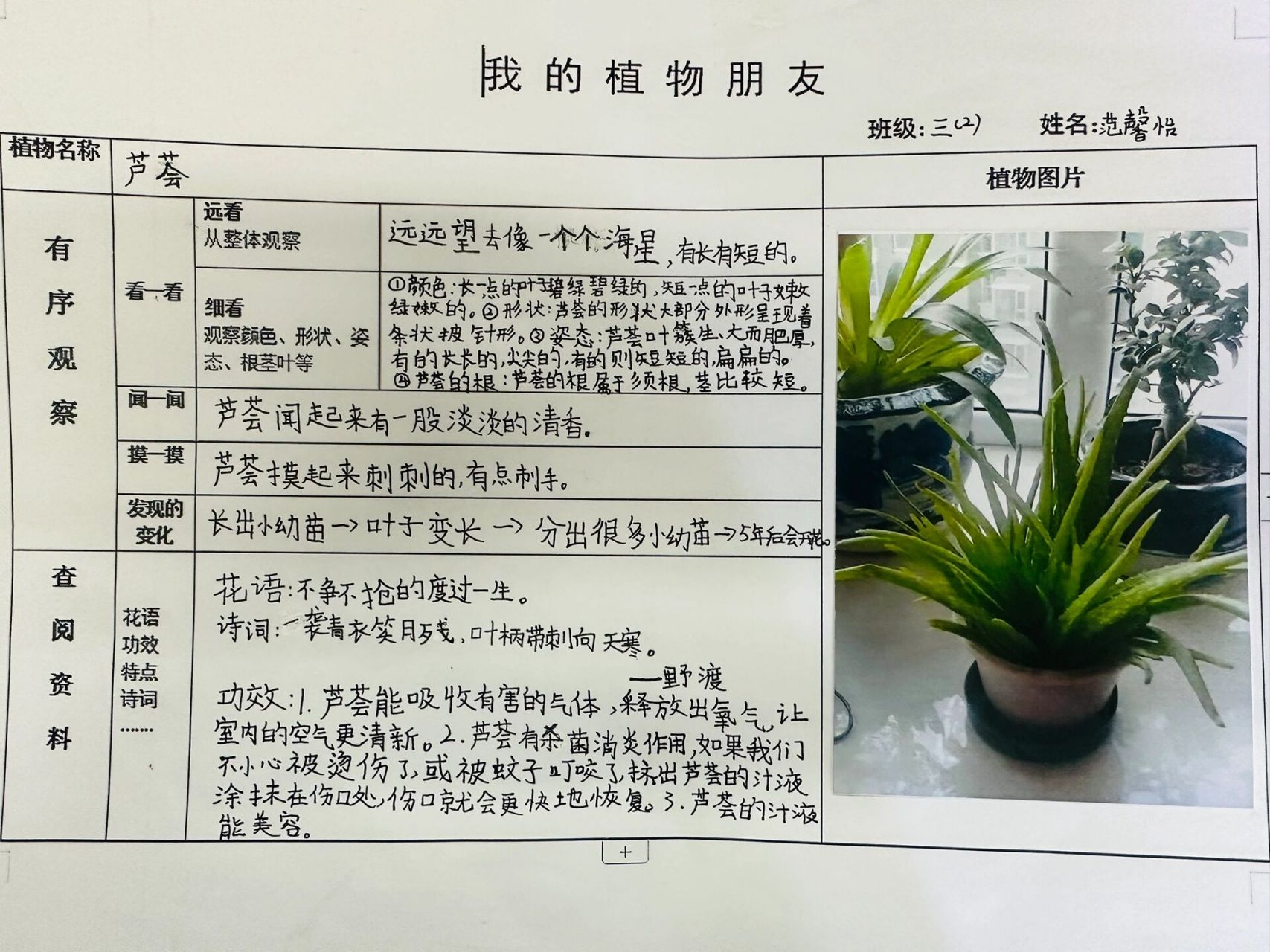 三年级植物观察记录单图片