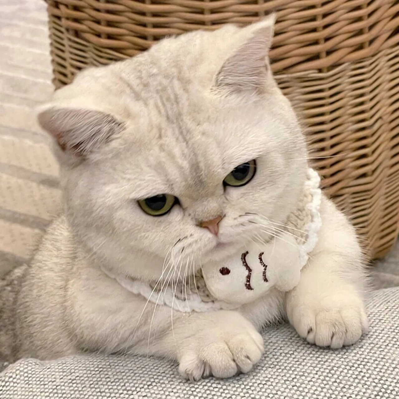 93 喵~ 各位铲屎官们,我来分享一些超级可爱的微信猫咪头像啦!