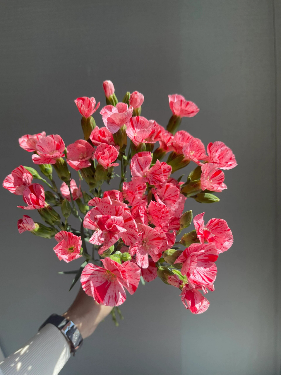 康乃馨|草莓多丁 主打一个甜美可爱