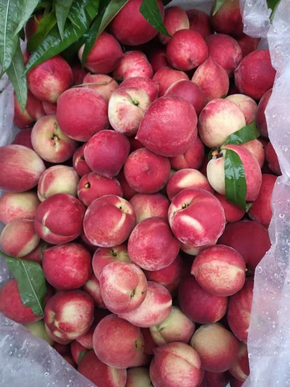 桃子现在种类是最全的时候了 好吃的桃子全部下来了,尤其是新疆的小桃