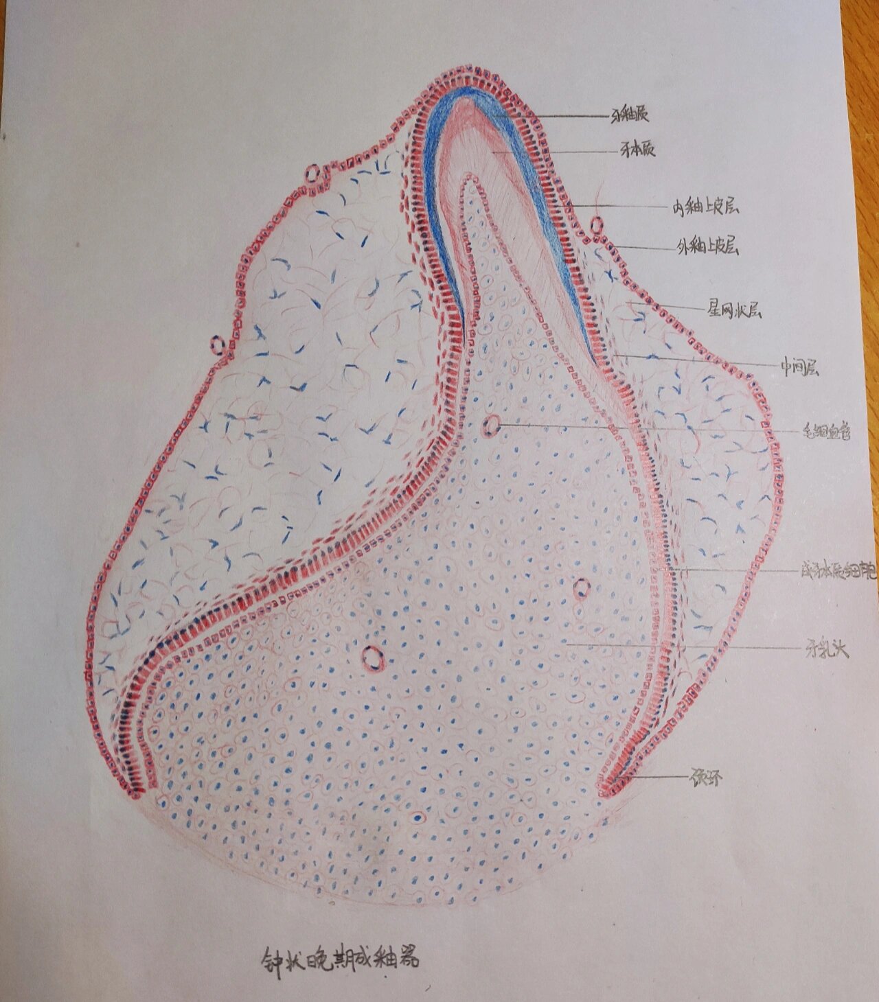 钟状晚期成釉器 2牙髓组织 3根尖肉芽肿 4白斑 5牙髓空泡变性 6