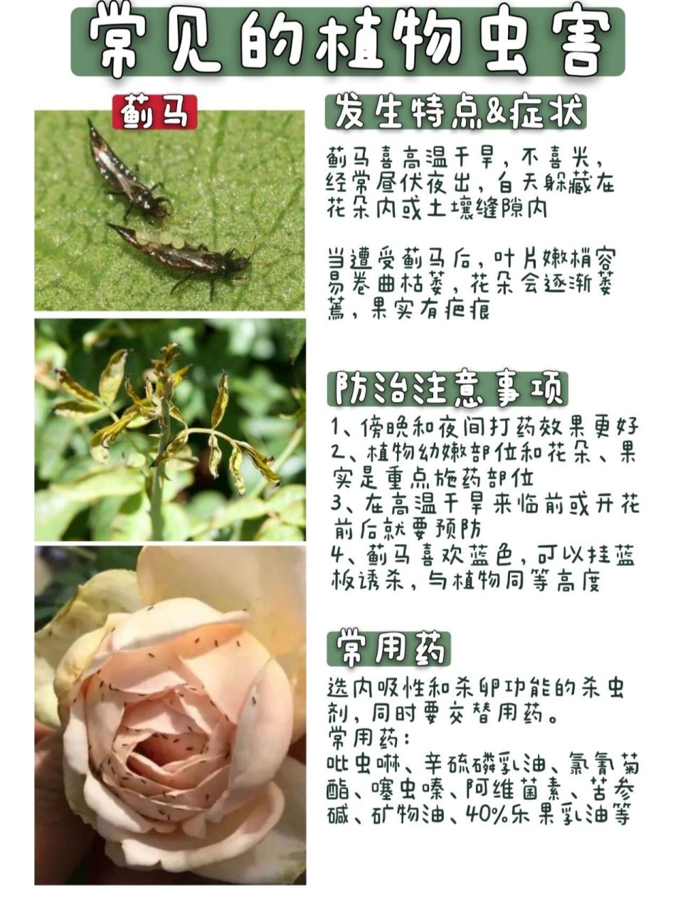 花卉虫害图片及名称图片