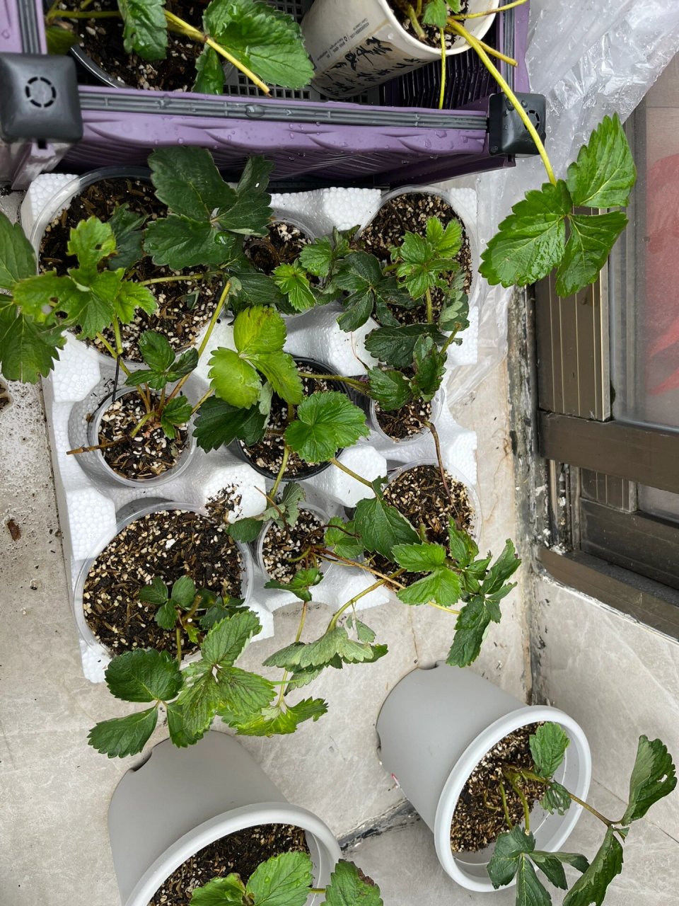 裸根草莓苗缓苗 缓苗了5天,不知道活了还是没活