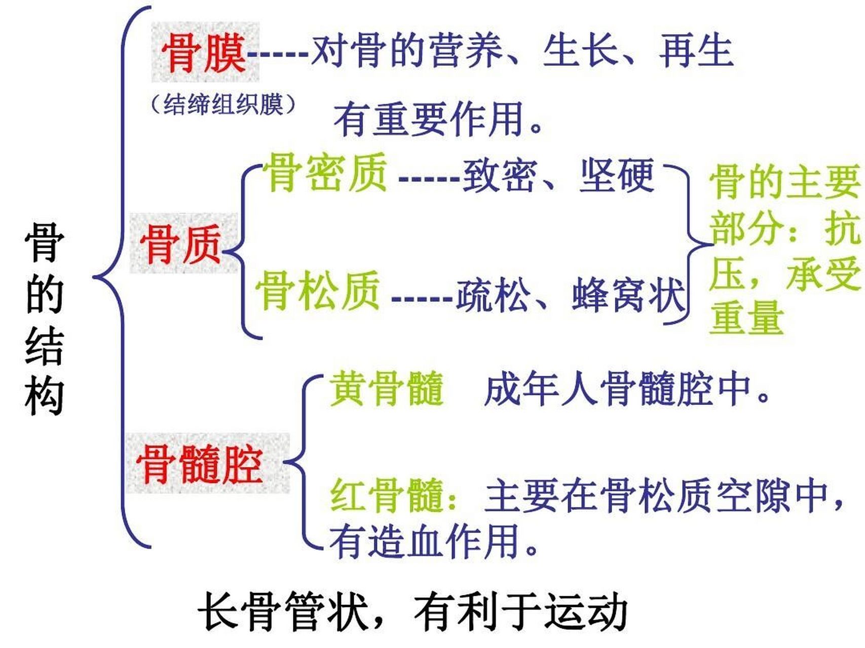 骨头构成图片