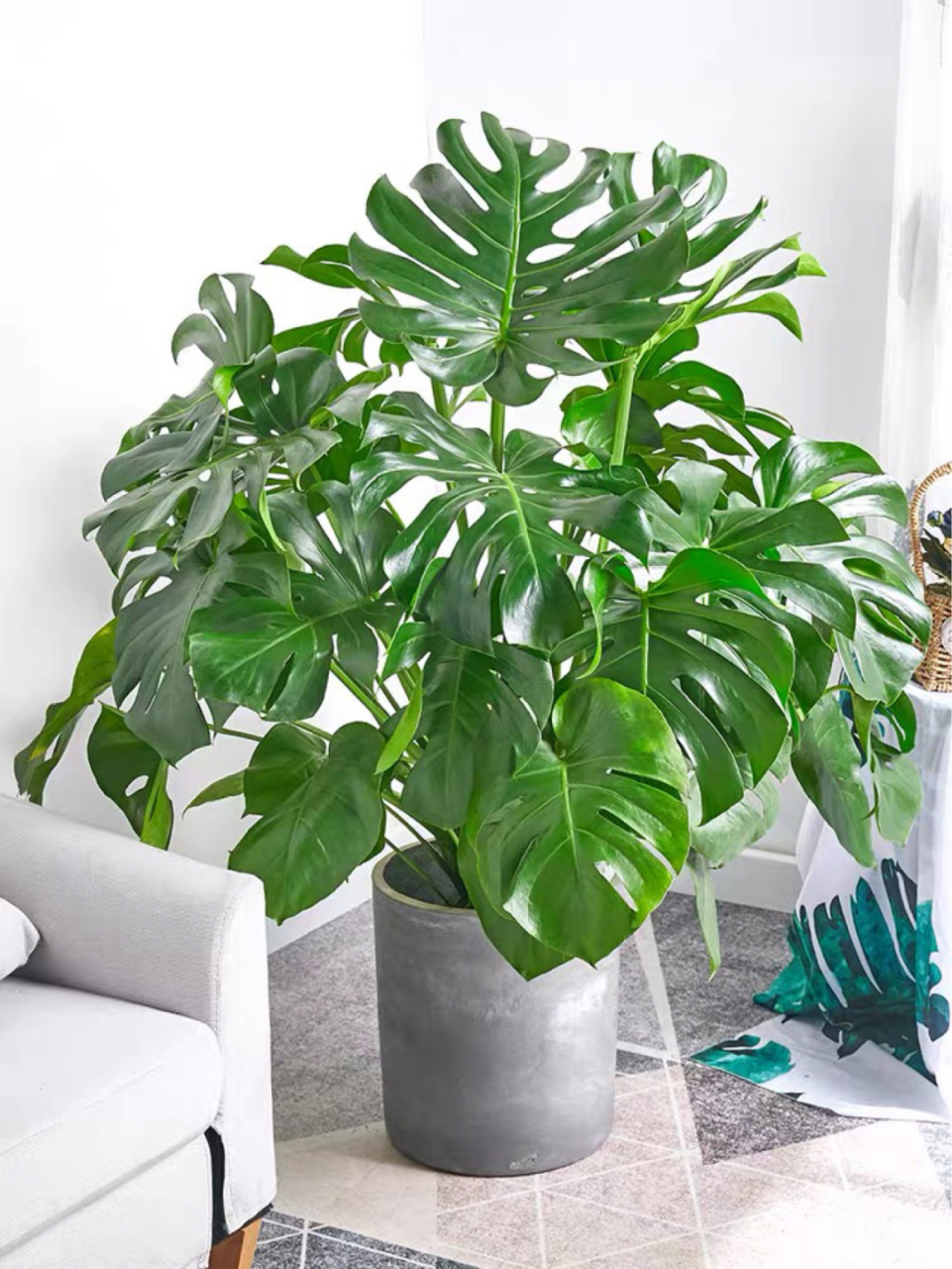 这9大网红绿植盆栽,摆在家里好看!