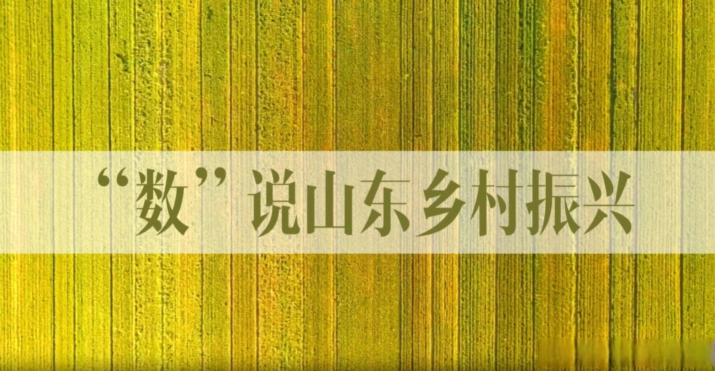 "数"说山东|看乡村振兴齐鲁样板亮眼成绩单