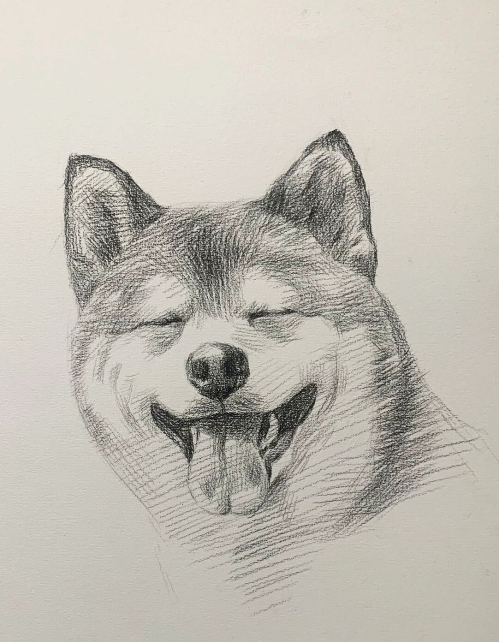 中华田园犬素描图片