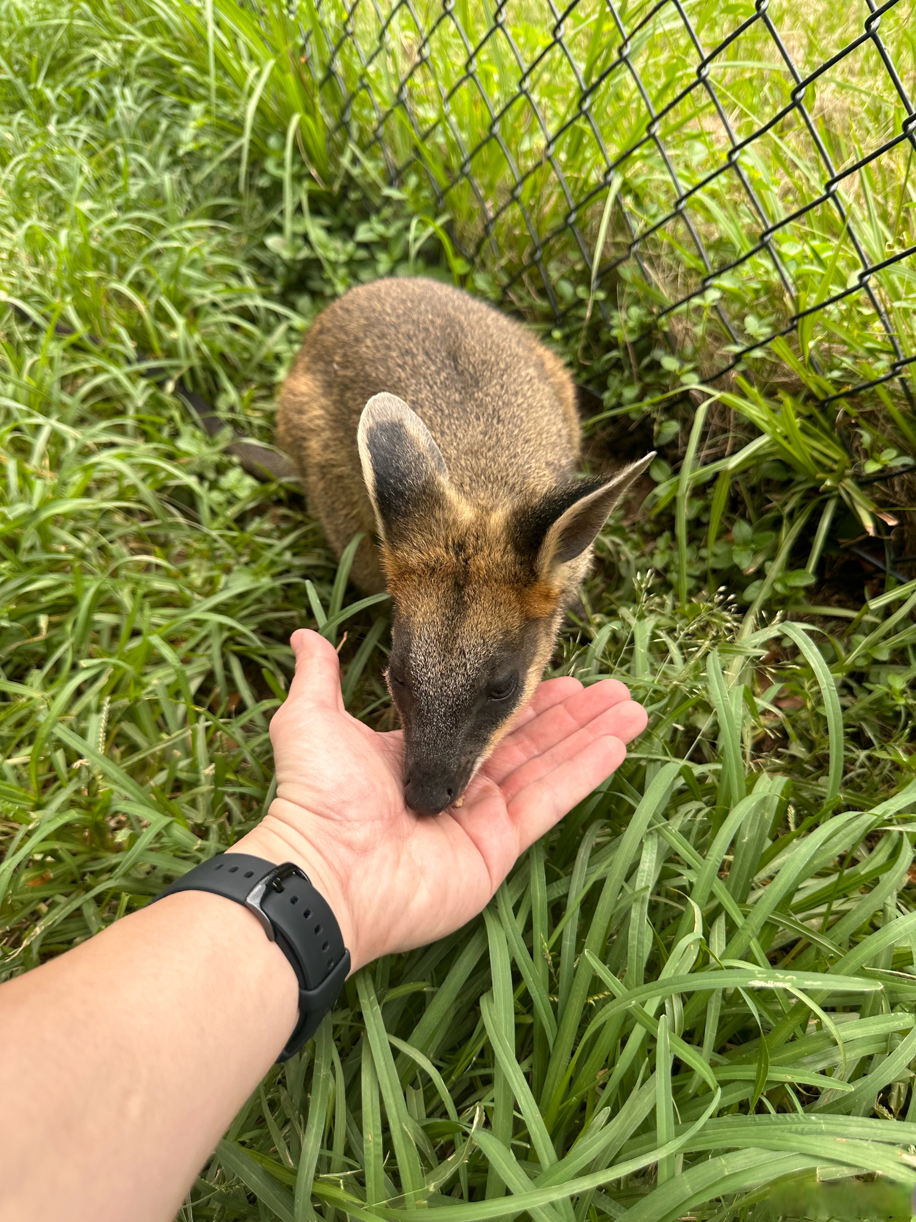沙袋鼠,大概因为体型小,没有灰袋鼠和红袋鼠那么自来熟,喂起来跟猫似