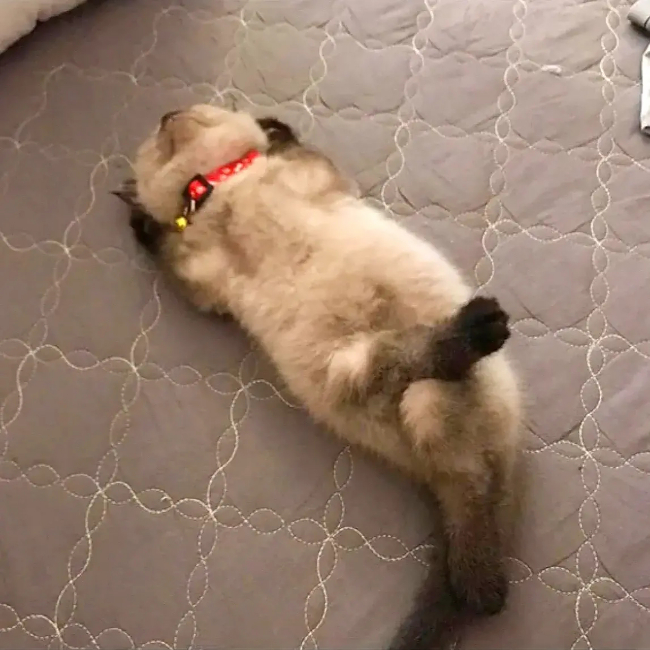 翘着二郎腿睡觉的猫咪