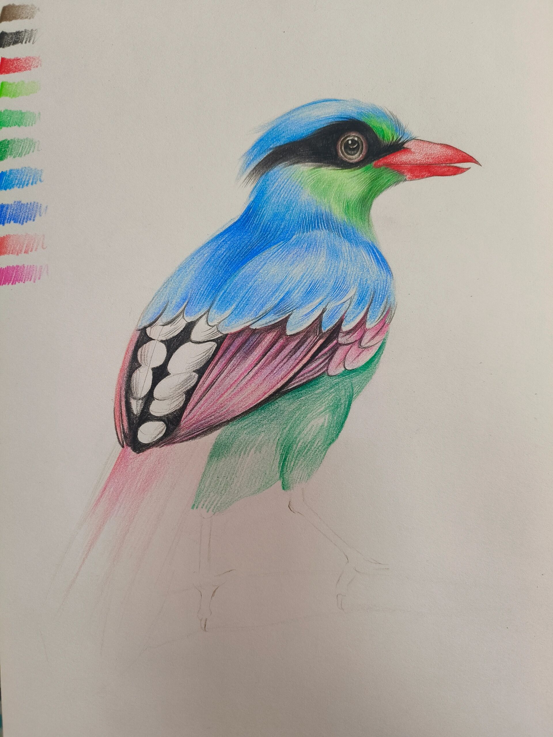 适合进阶班临摹的彩铅动物系列鸟