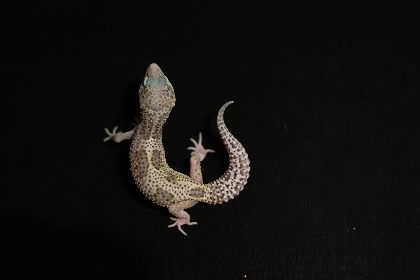 豹纹守宫图鉴:雪花日蚀 雪花日蚀,mack snow eclipse,是常见的豹纹