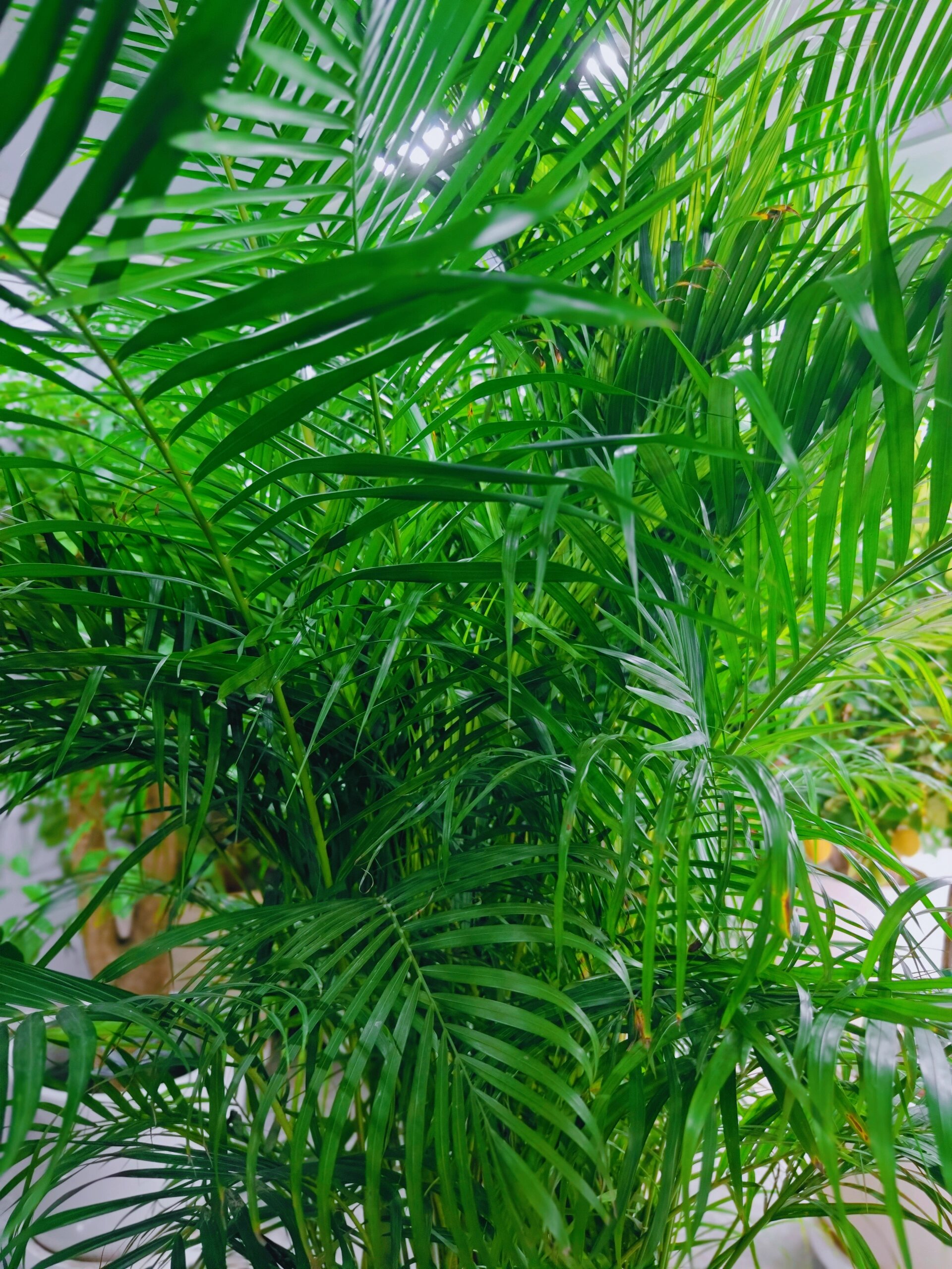 散尾葵/凤尾竹 精品观赏绿植 散尾葵(学名:chrysalidocarpus