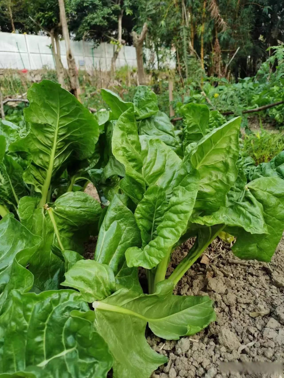 这两天来了点冬雨,青菜长得是真好啊,生长速度是蹭蹭蹭往上涨.