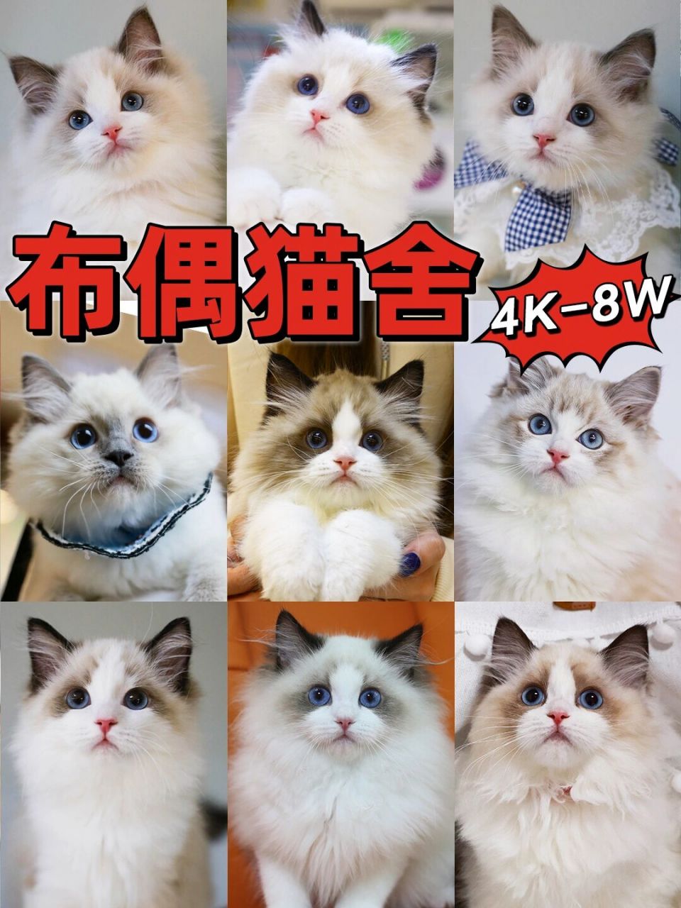 布偶猫价格 最贵图片