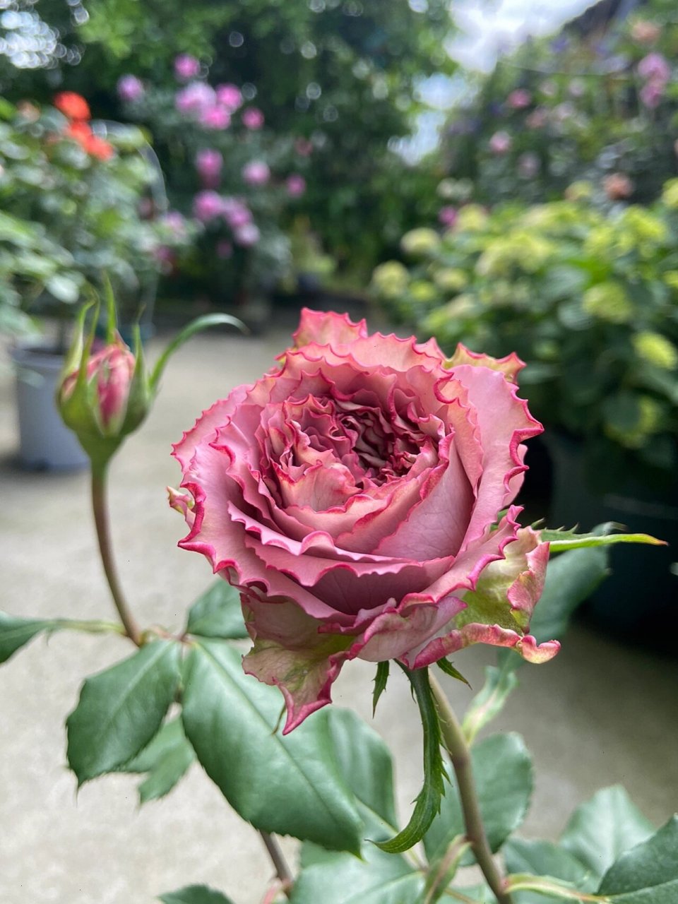 我和我的100月季之英伦节拍 38号选手:英伦节拍 比较经典的复古色切花