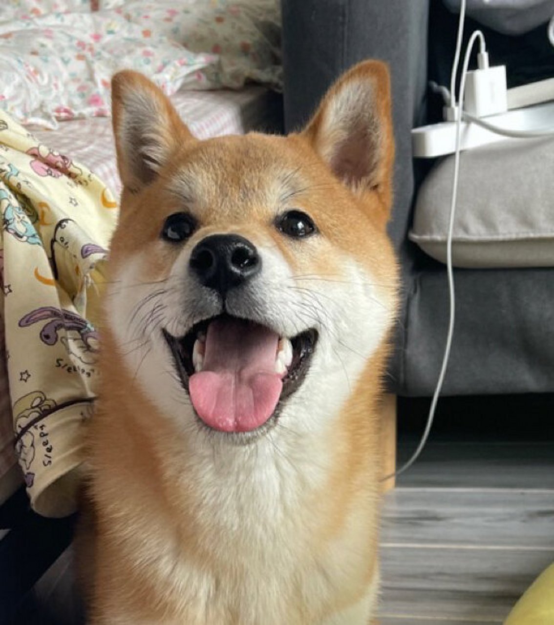 六个月柴犬不立耳 小96六个月辣!