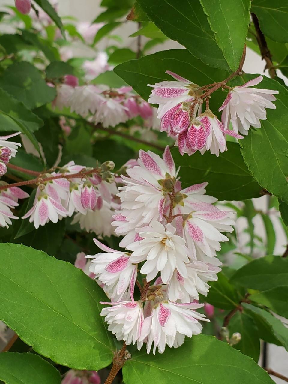 耐半阴的花灌木——重瓣溲疏 落叶灌木,春季开花 体量比雪樱花雪绒花