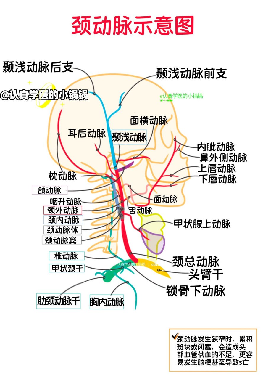 颈动脉示意图 颈动脉科普:人体的高速公路 97 什么是颈动脉?
