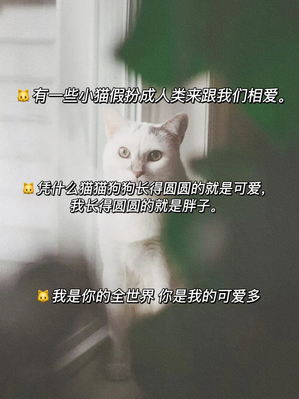 猫咪的暖心文案超治愈! 78想做你枕边书,怀中猫,意中人.