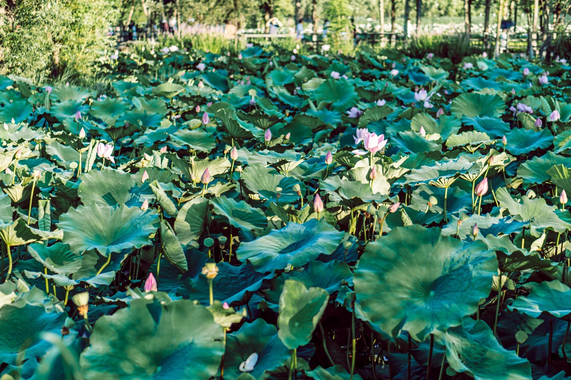 烟台娱乐打卡好去处(五):鱼鸟河公园 牟平的鱼鸟河公园,荷花开了～ 挑