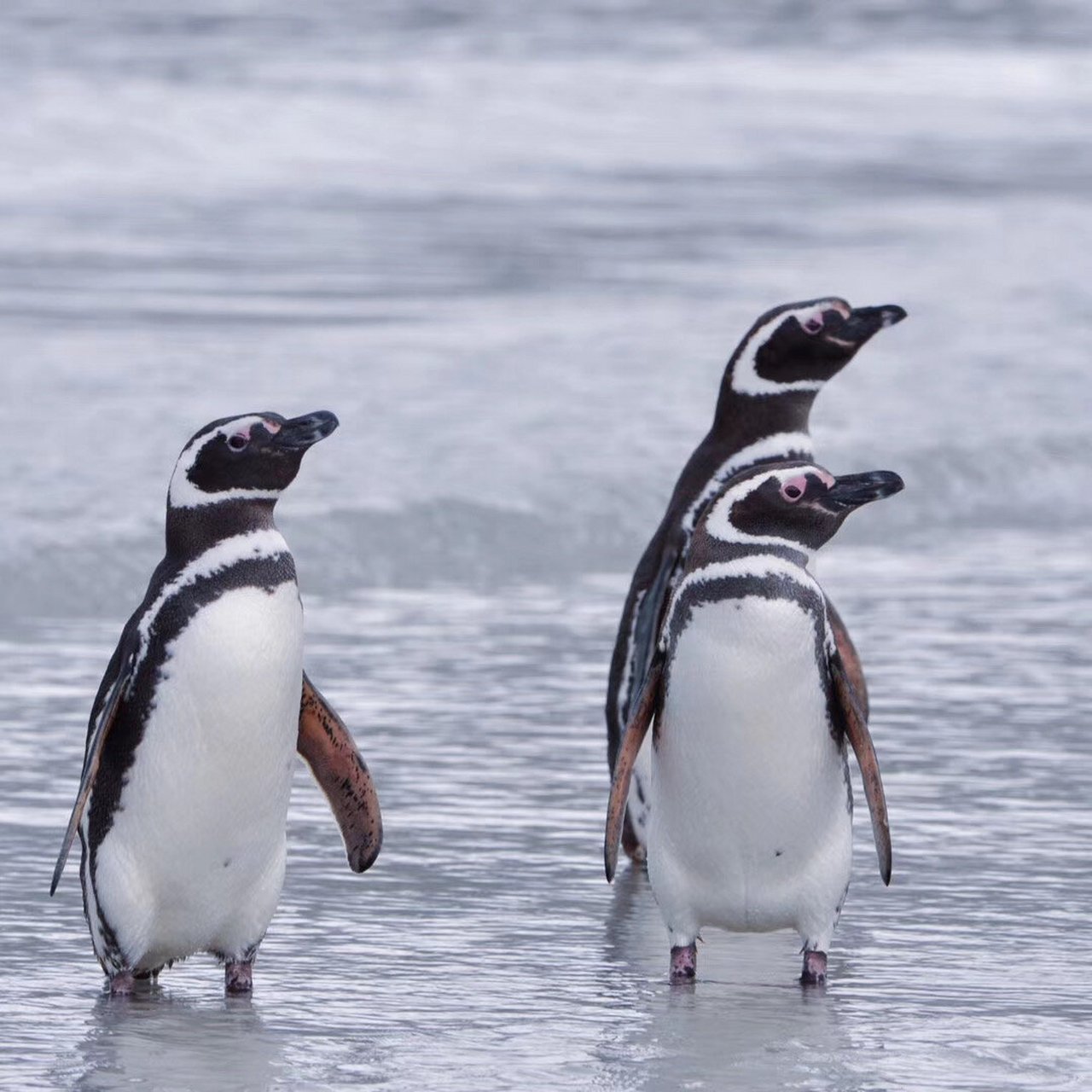 你认识南极8种企鹅 中英文名称对照 7815all 8 types of penguins