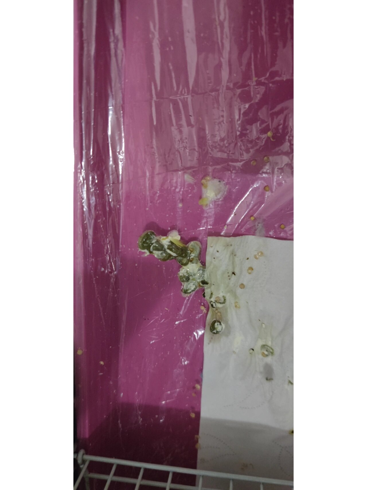 昨天发现鹦鹉拉水便【一大坨的尿液中间有一两条粪便】不知道是不是