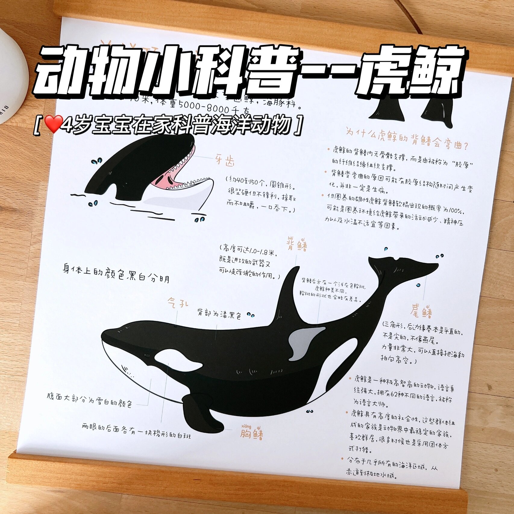 7315原创早教科普——海洋顶级掠食者虎鲸