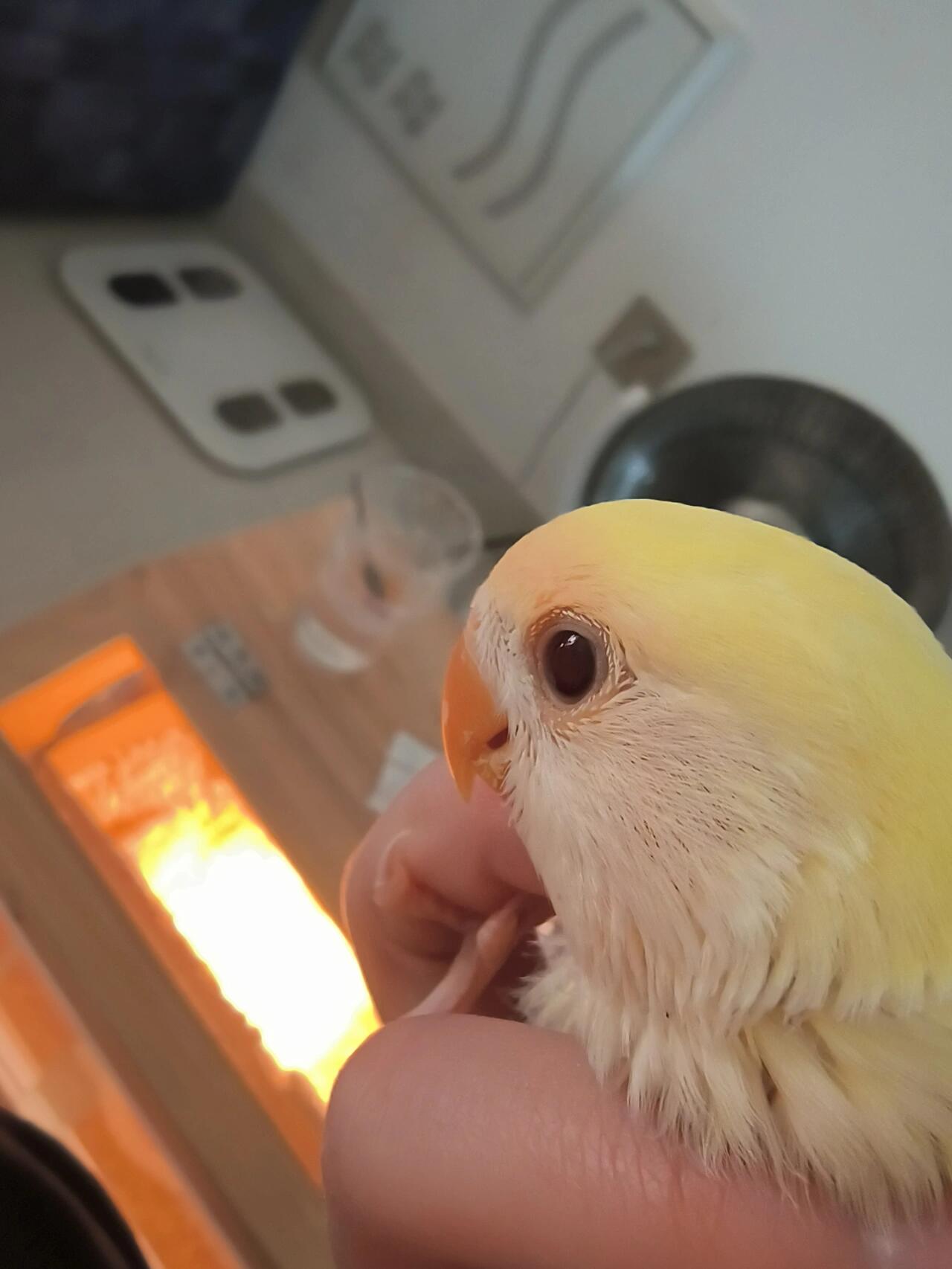 日本桃鹦鹉眼睛正常吗?老闭眼睡觉