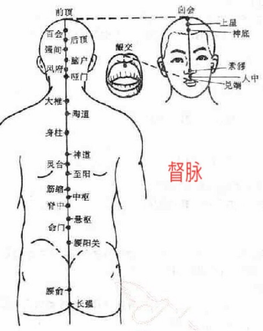 督脉—腰阳关穴 找穴:命门穴向下两椎,即第四腰椎棘突下凹陷处即为