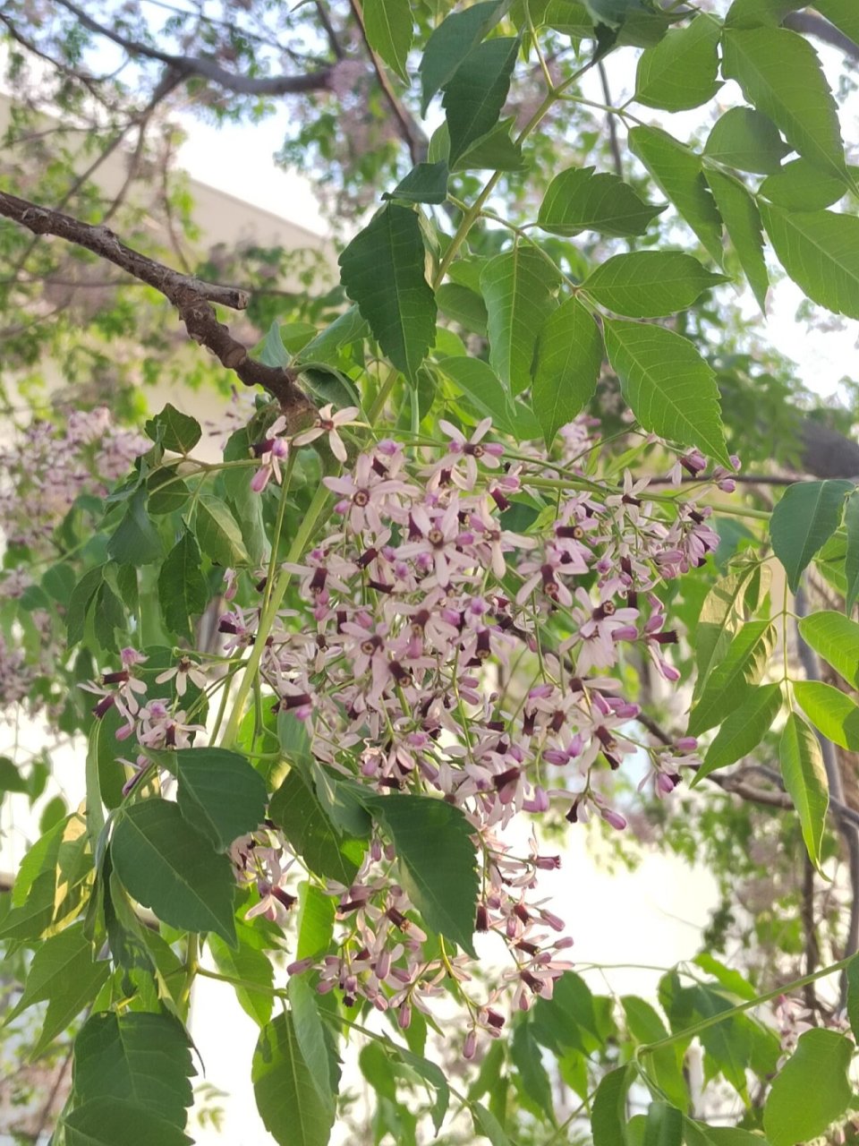 我们这方言叫练枣树 在你家乡这个叫什么呢