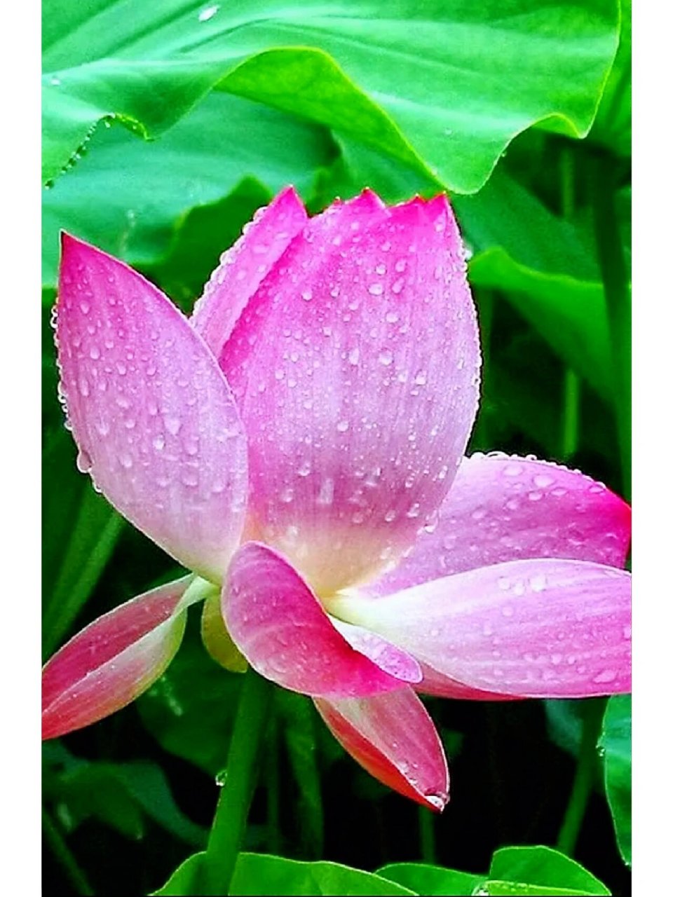 带露的荷花,在晶莹剔透的露珠点缀下,显得格外娇美,美的令人窒息,不忍