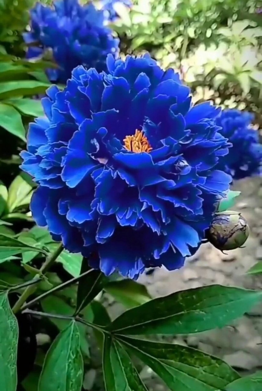 蓝色牡丹花 真的有这样蓝色的牡丹吗?