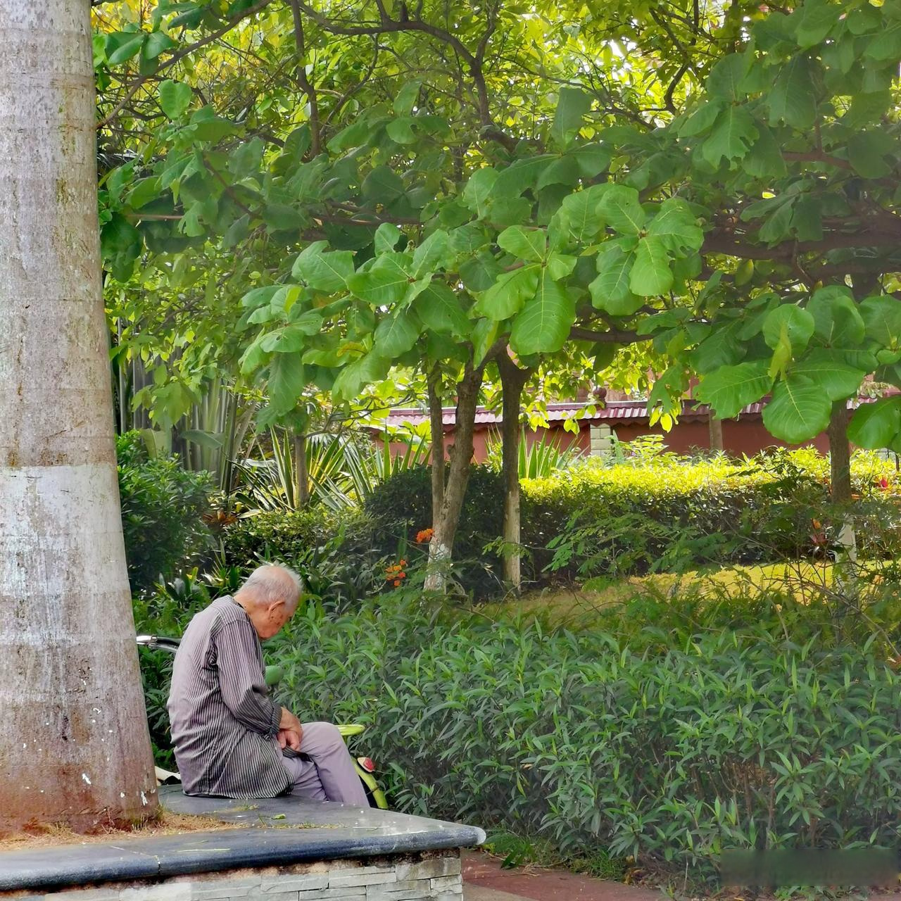 阳光洒在周围的绿植上,老人坐在树下,一个人孤零零的打着盹,脑袋越来