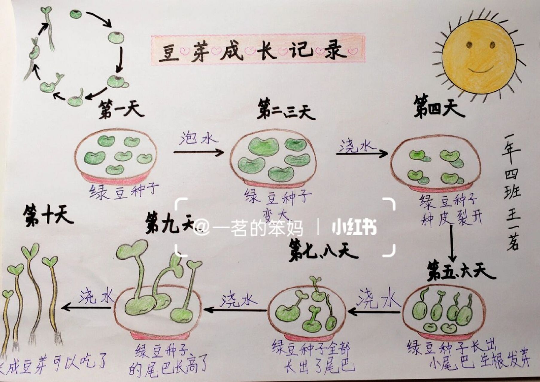 绿豆成长过程简笔图片图片