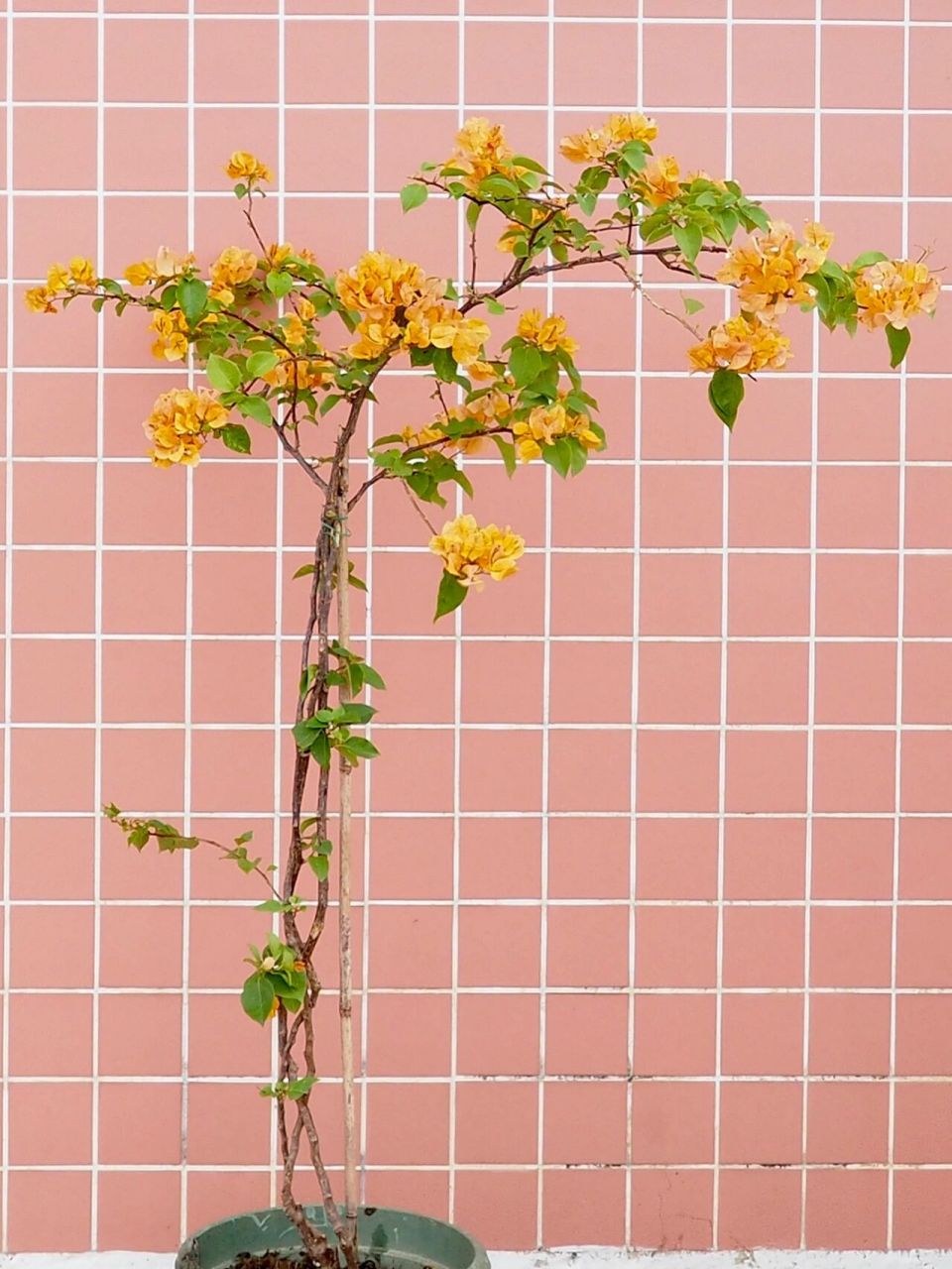 不必花高价,低成本教你打造高杆飘枝三角梅 2020年5月,在花友群看到有