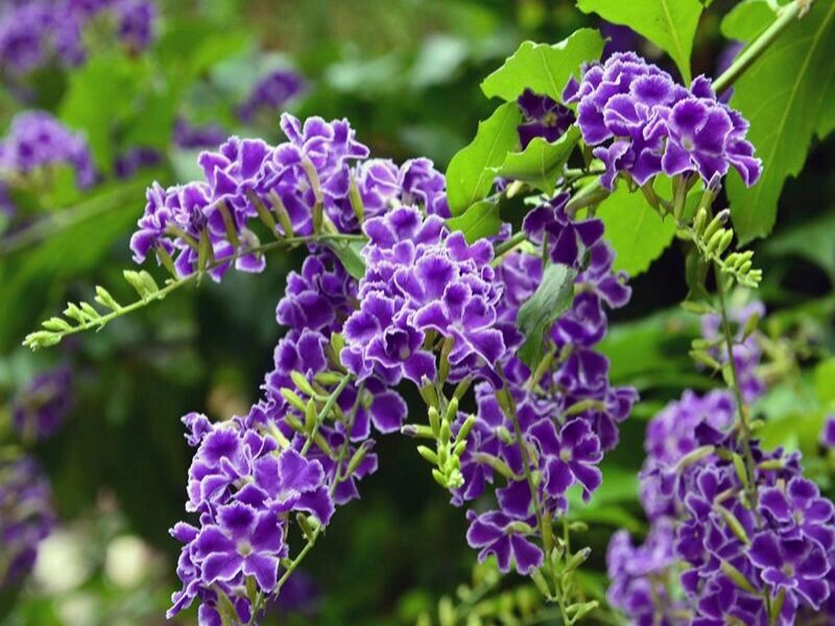 每日一花|蕾丝金露花 蕾丝金露花:马鞭草科金露花属下的一个种.