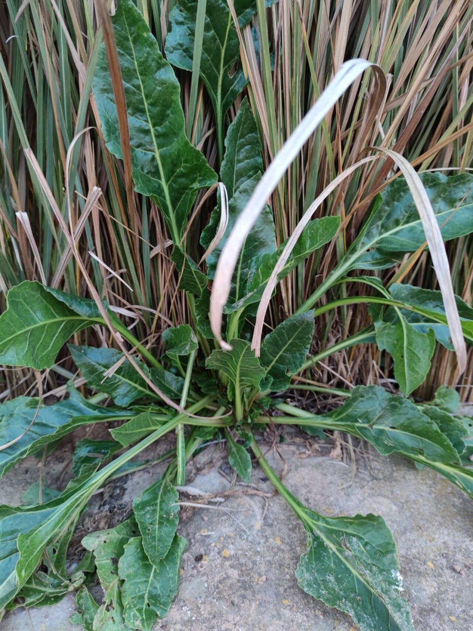 瓦伦西亚郊外野生的"甜菜"—acelga 也叫"莙荙菜","牛皮菜"或"厚皮菜"