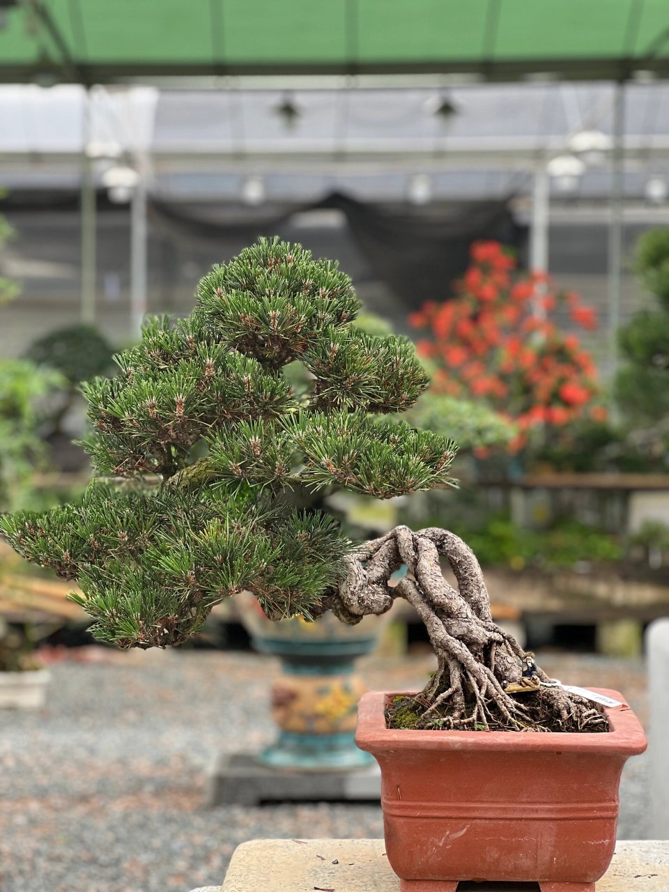 寿松---78千寿丸78 千寿丸叶子具有光泽呈深绿色95,针叶密,萌发