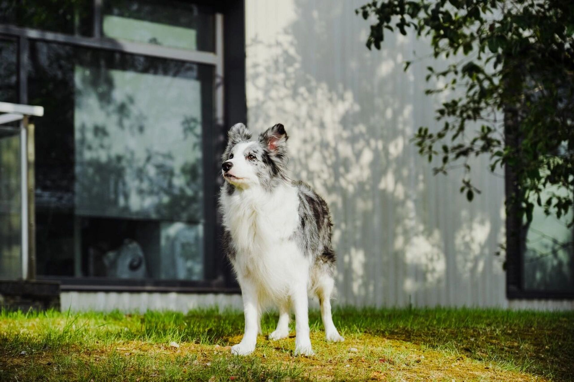 森系98陨石边牧治愈系写真| 算不算颜值巅峰      老k申请出战陨边