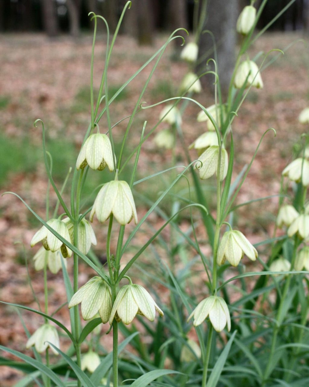 植物大赏|浙贝母 浙贝母是一种原产于浙江的本土贝母,在以前常作为中
