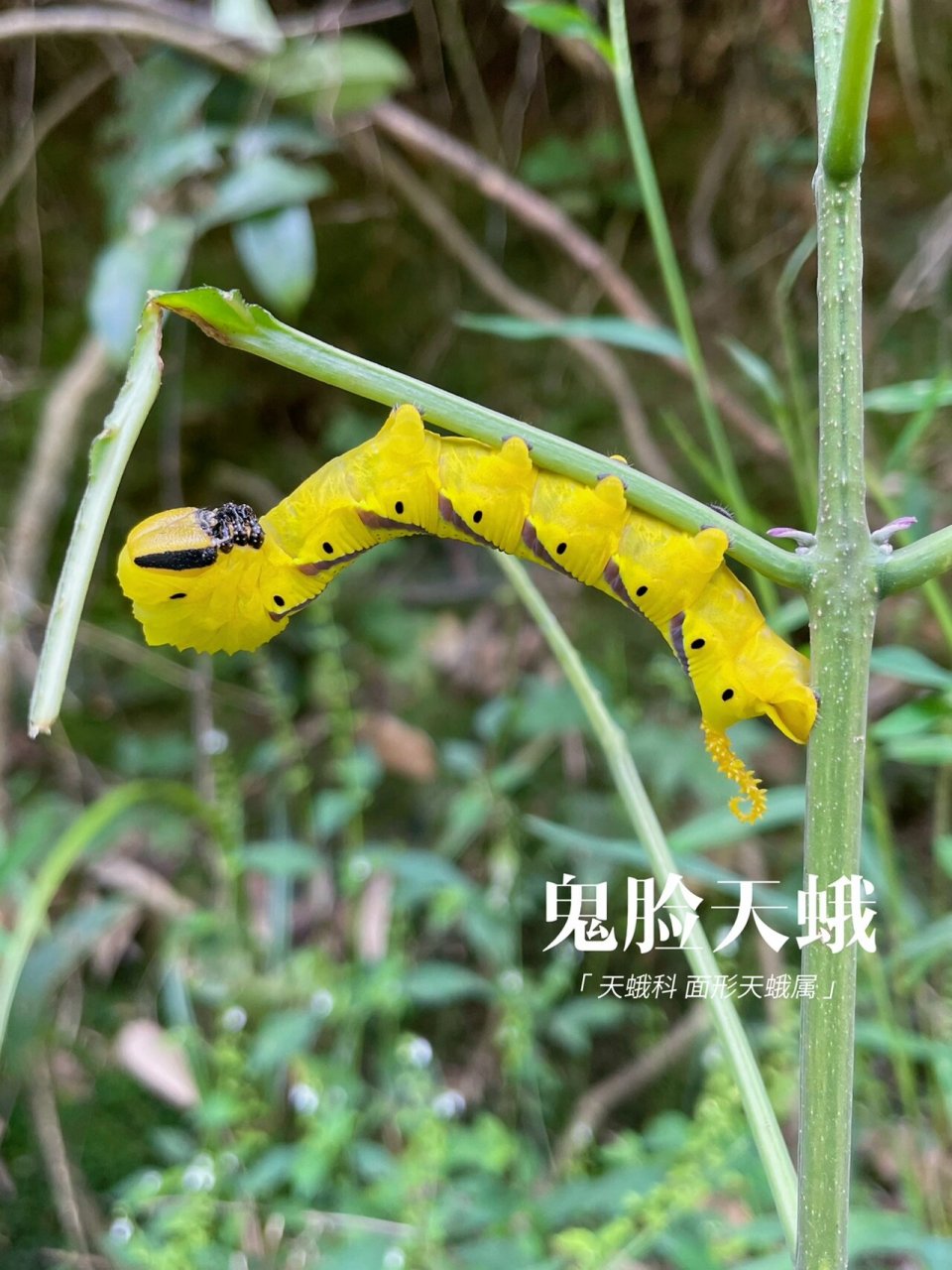 鬼脸天蛾的幼虫图片