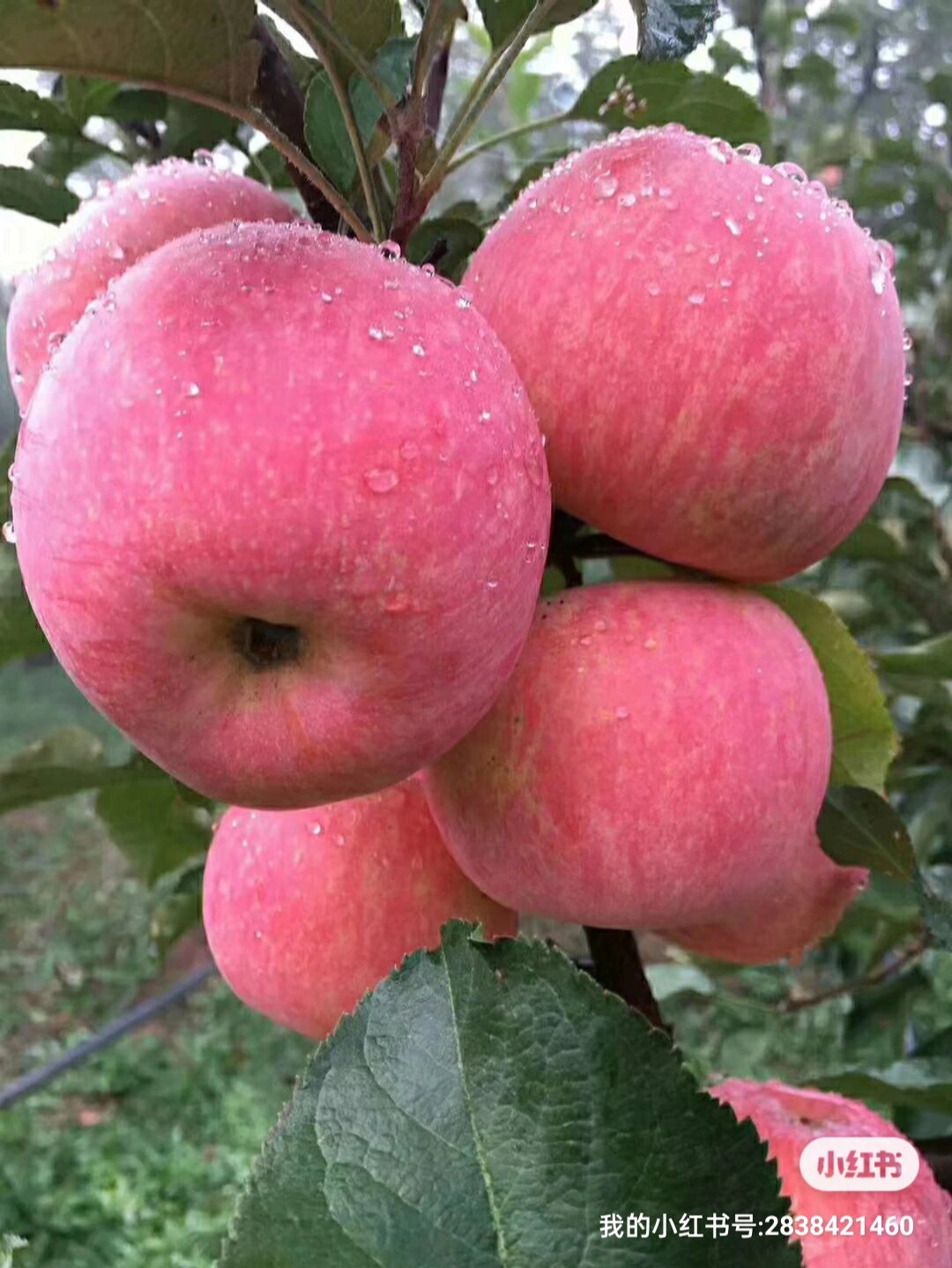 乔纳金苹果,日本小富士!