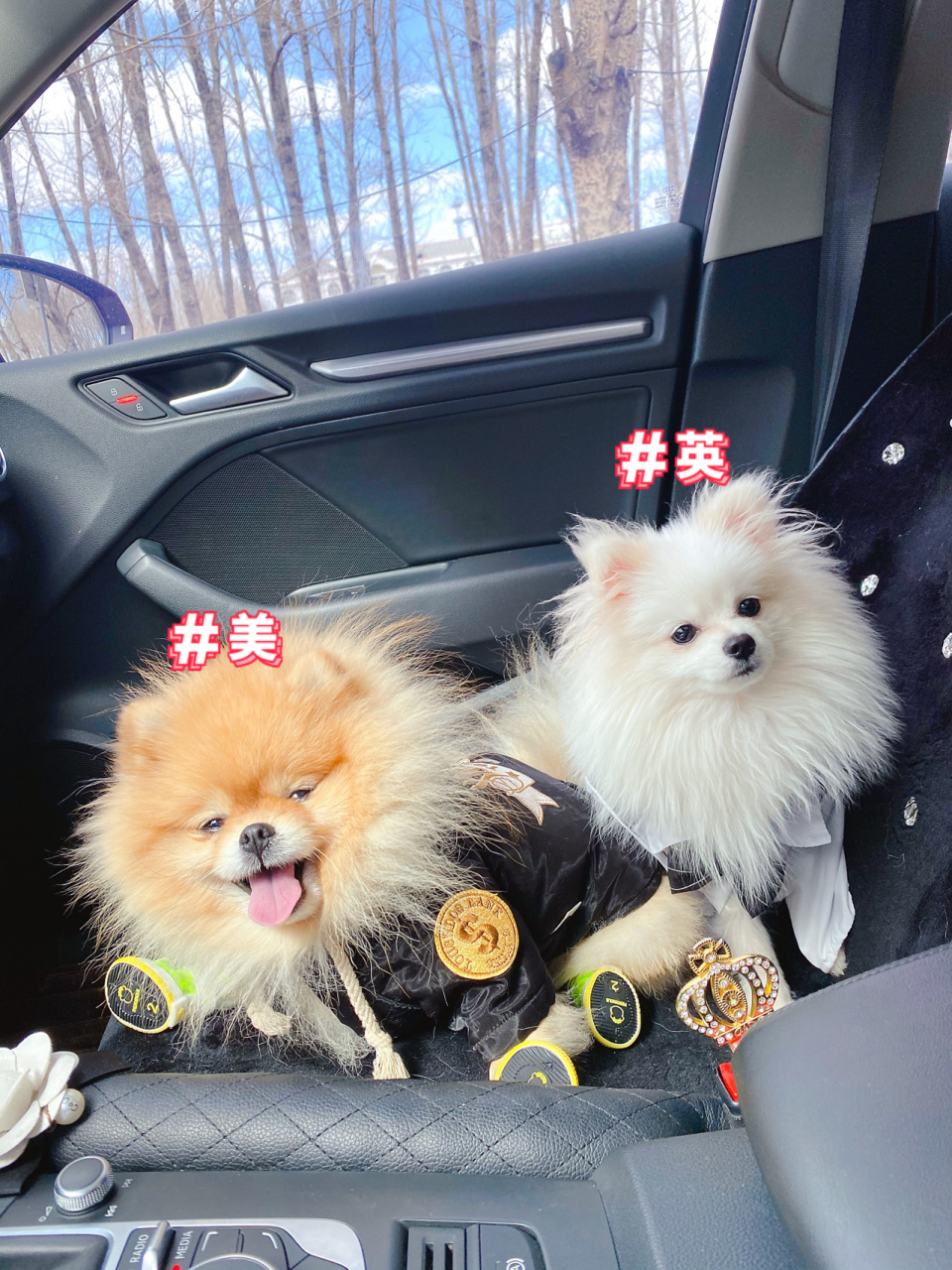 英系和美系博美犬,傻傻分不清楚,现在告诉你 不同的外貌 美式博美的