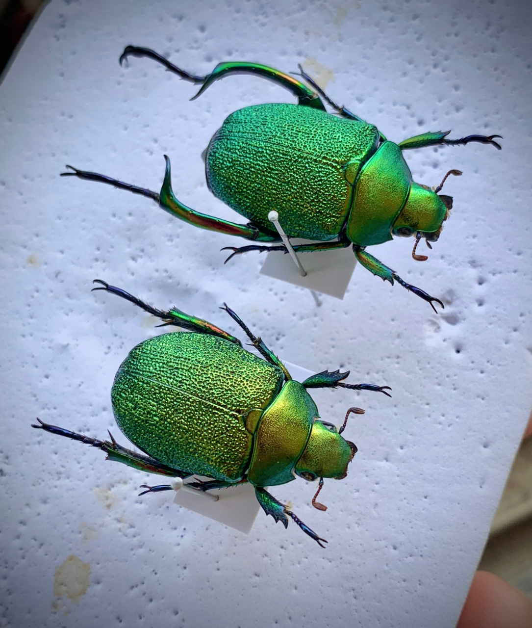 标本分享～ 墨西哥壮腿绿宝石丽金龟～ 公虫有特化的后足,背上的纹理