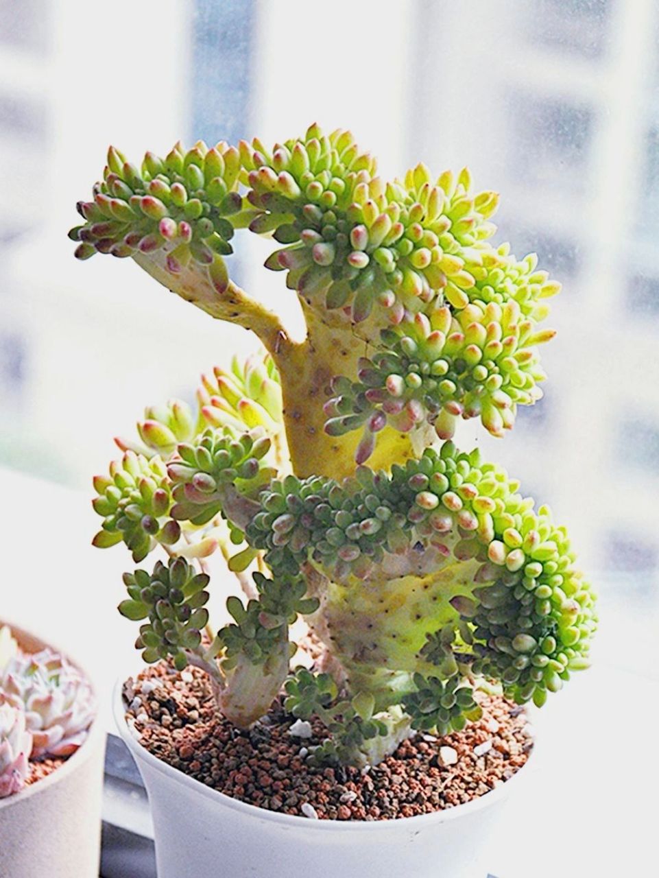 春萌多肉缀化,你怎么可以那么可爱91 对于部分养多肉的友友,新奇有