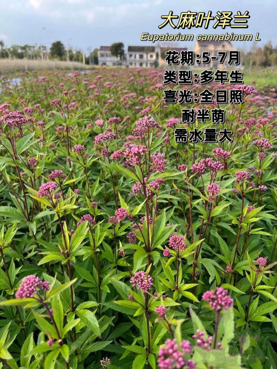 大麻叶泽兰 大麻叶泽兰种是菊科泽兰属的一种植物,eupatorium02