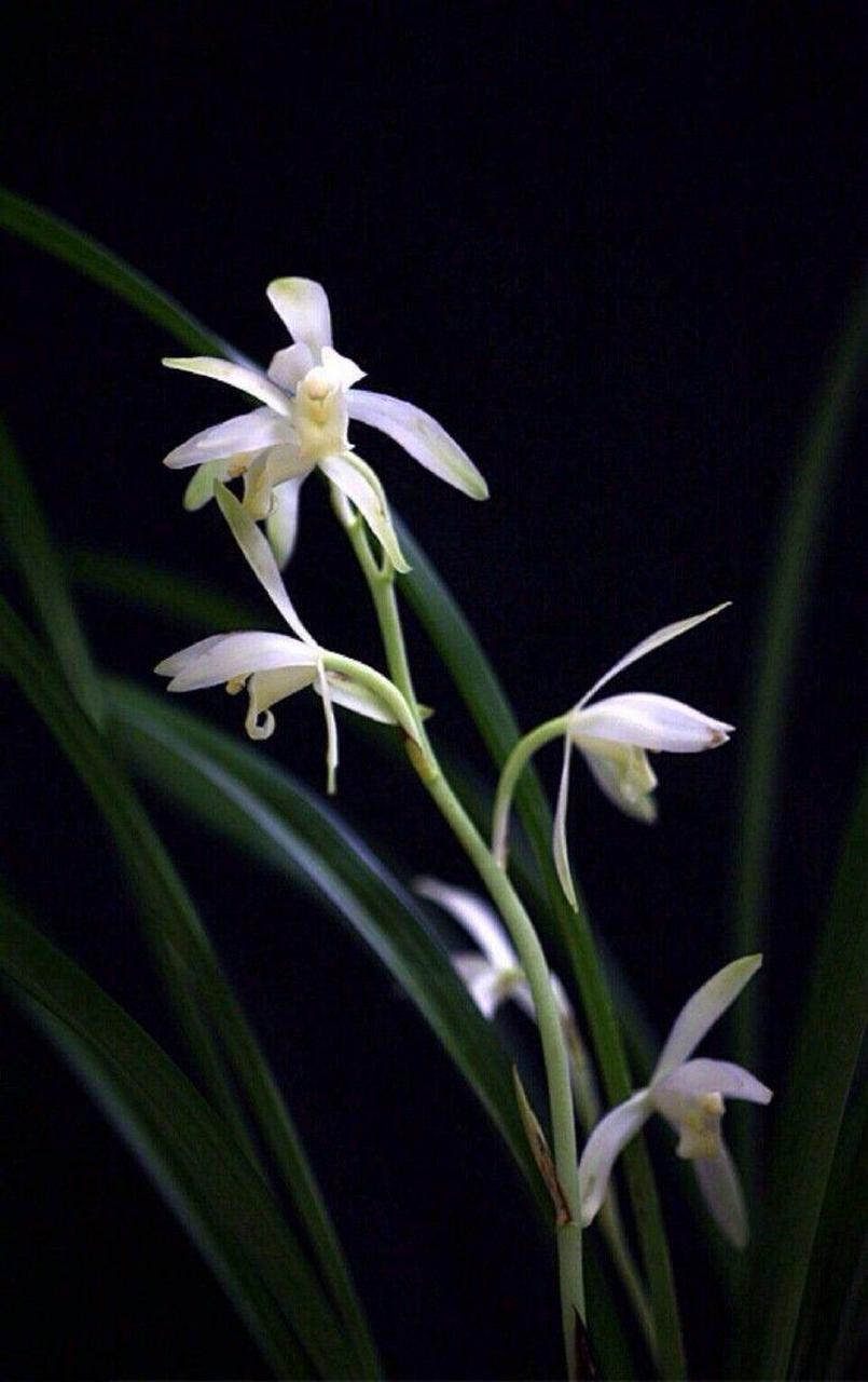 《题兰花图》 刘基 〔明代〕 幽兰花,在空山. 美人爱之不可见.
