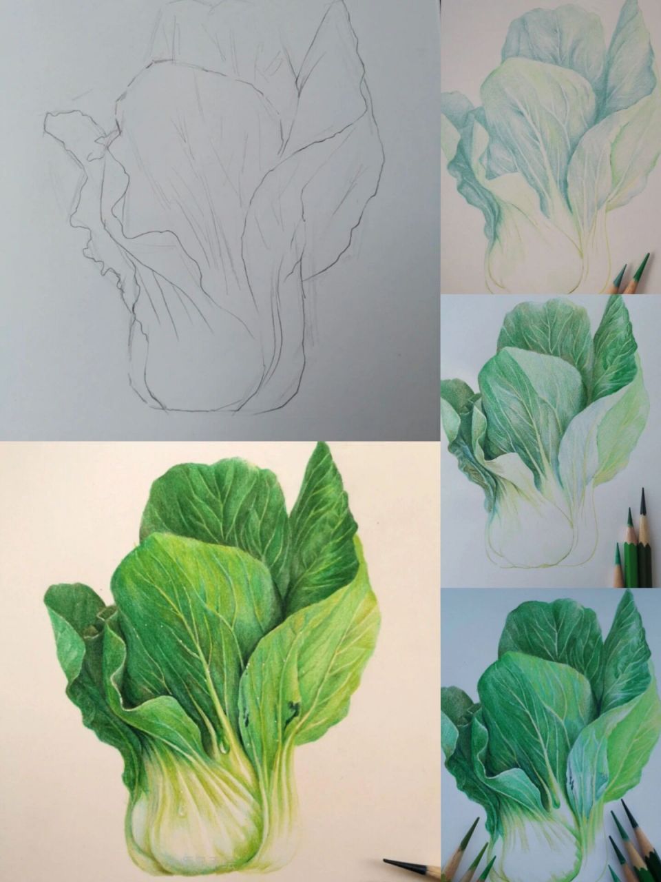 学彩铅的第93天-白菜02